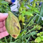 Downy mildew Basil