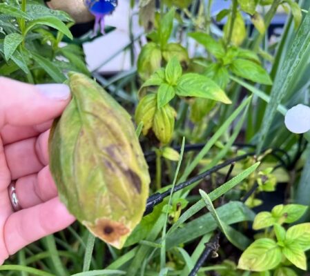 How to Prevent Downy Mildew Naturally: Effective Strategies to Combat Downy Mildew in Your Garden