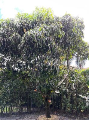 Mastering Crown Reduction Techniques for Thriving Trees: What It Is, Why It Matters, and How to Do It Properly