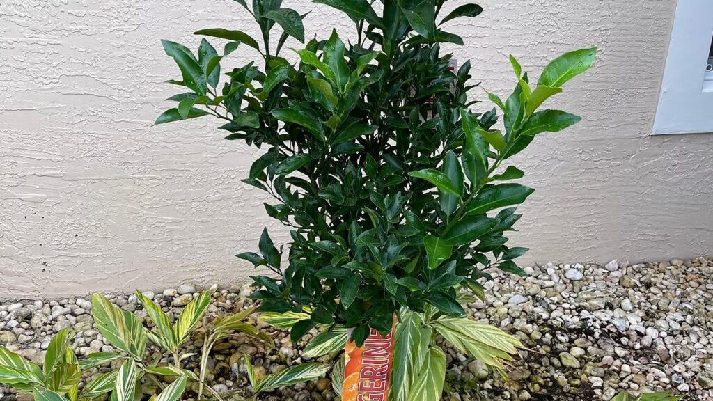 Tangerine Tree