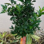 Tangerine Tree
