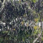 Mango Tree