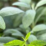 Lemon Verbena and Sage