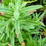 Rosemary with Ladybugs