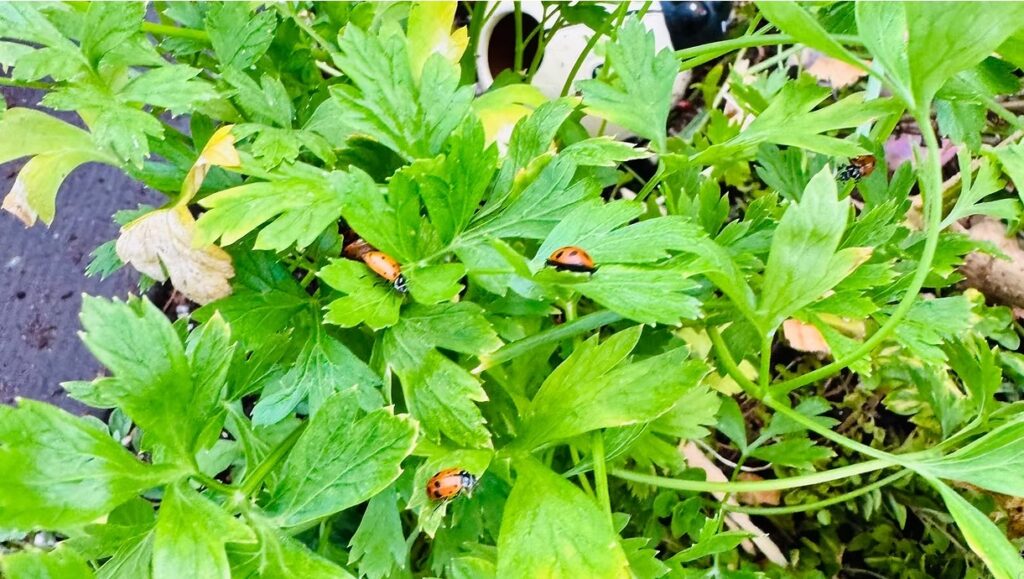 Italian Parsley with ladybugs