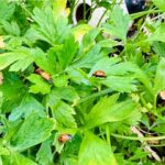 Italian Parsley with ladybugs
