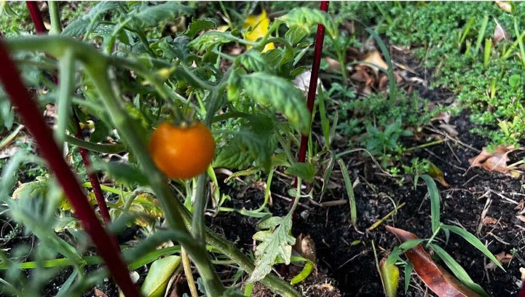 Tomato Plant