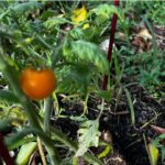 Tomato Plant