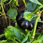 Black Sweet Bell Pepper Plant