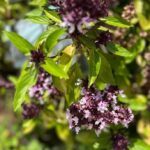 Thai Basil
