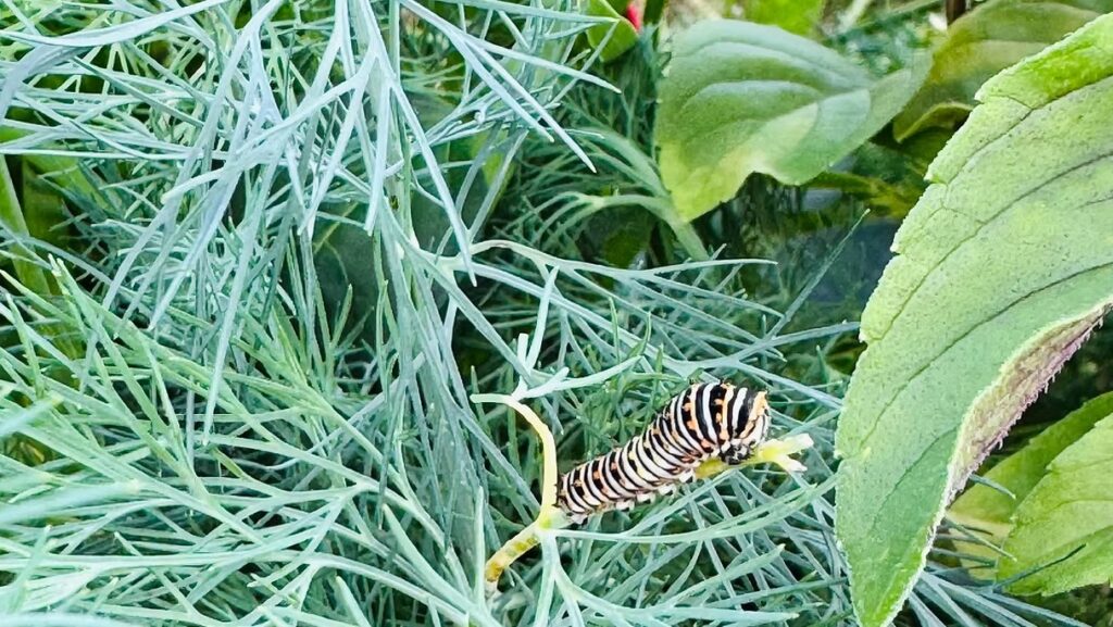 Dill with Caterpillar