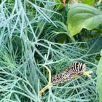 Dill with Caterpillar