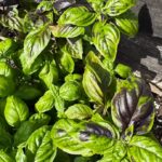 Purple and Green Basil