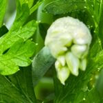 Chive Blossom and Parsley
