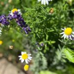 Chamomile and Lavender