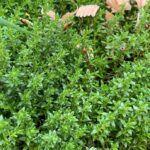 Thyme