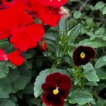 Red Geranium and Pansies