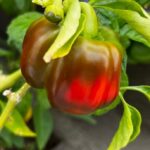 Red Bell Pepper