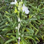 Rosemary Blooms