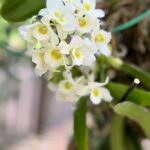 White Dendrobium Orchid