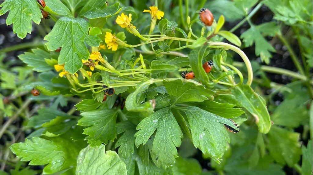 Mexican Marigold with Parsley and ladybugs