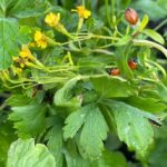 Mexican Marigold with Parsley and ladybugs