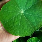 Nasturtium Leaf