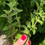 Oregano