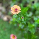 Multi-colored Zinnias