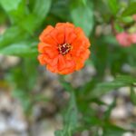 Orange Zinnia