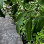 Jalapeño and Oregano