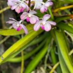 Purple and Pink Vanda Orchid