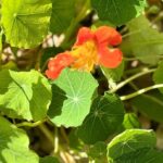 Orange Nasturtium
