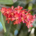 Red Mini Vanda Orchid