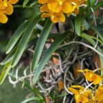 Yellow Vanda Orchids