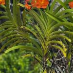 Orange Vanda Orchids