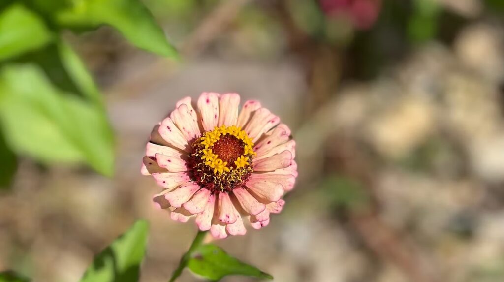 Pink and White Zinnia