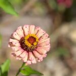 Pink and White Zinnia