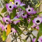 Purple and White Dendrobium Orchid