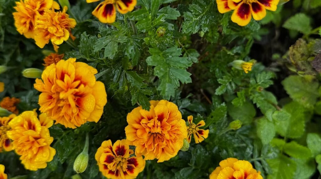 Marigolds