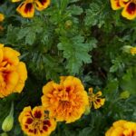 Marigolds