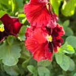 Red Pansies