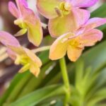 Pink and Yellow Vanda