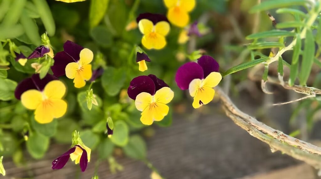 Purple and Yellow Violas