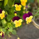 Purple and Yellow Violas