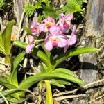 Vanda Orchid on a Tree