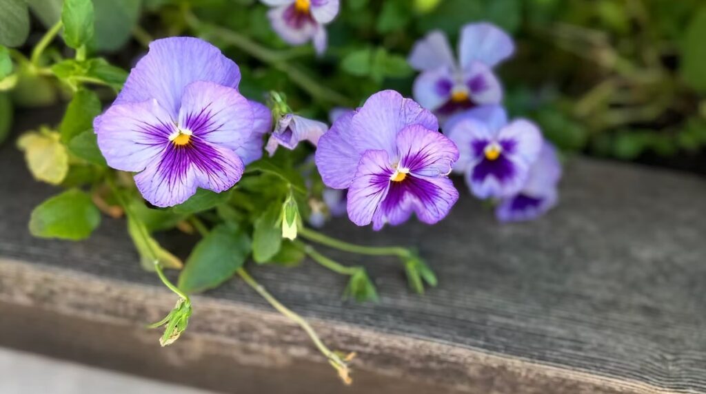 Purple Pansies