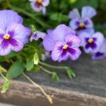 Purple Pansies