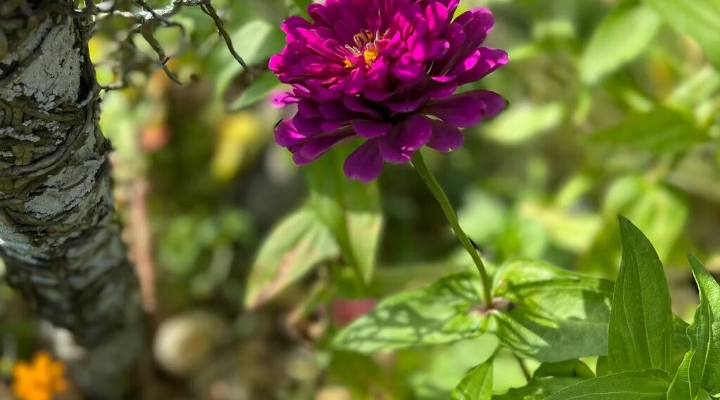 Dark Purple Zinnia