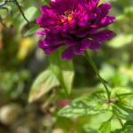 Dark Purple Zinnia